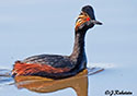 Podiceps nigricollis